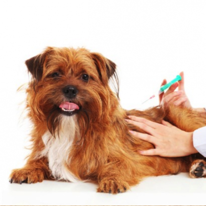 การฉีดวัคซีนที่จำเป็น (Vaccination)